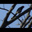 Ein Vogel mit einem auffällig langen Schwanz